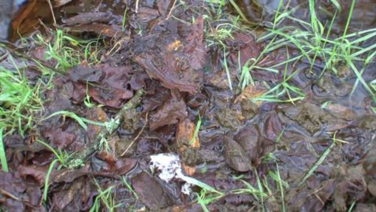 Chasse de la bécasse avec Yvon Léon.