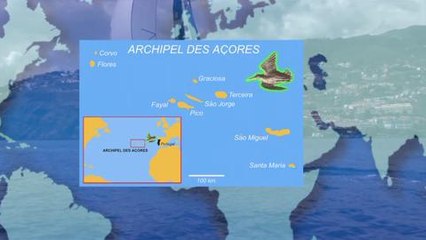 D'où viennent les bécasses