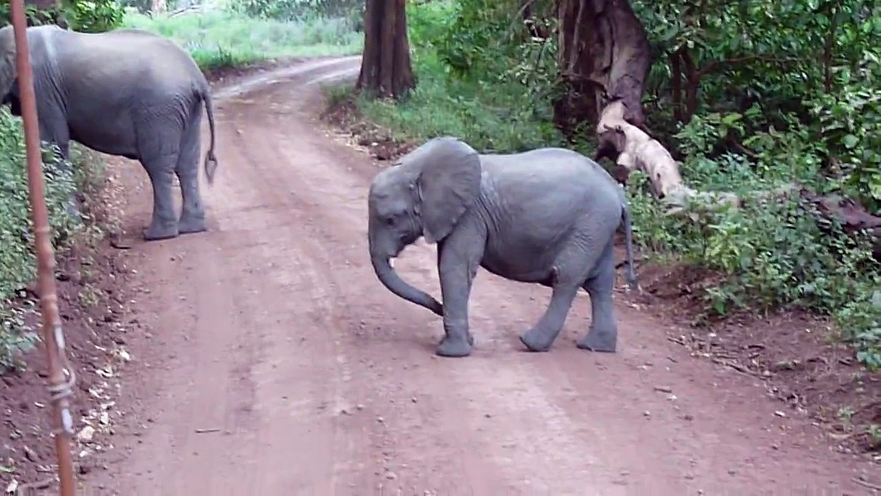 Dancing elephant baby