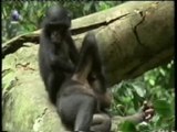 Inteligencia primate: Empatia y compasion