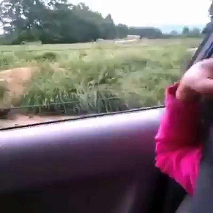 friendly bear