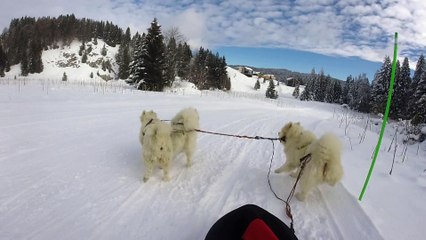 mes samoyedes apres voir faits  leurs "besoins" vont plus vite lol