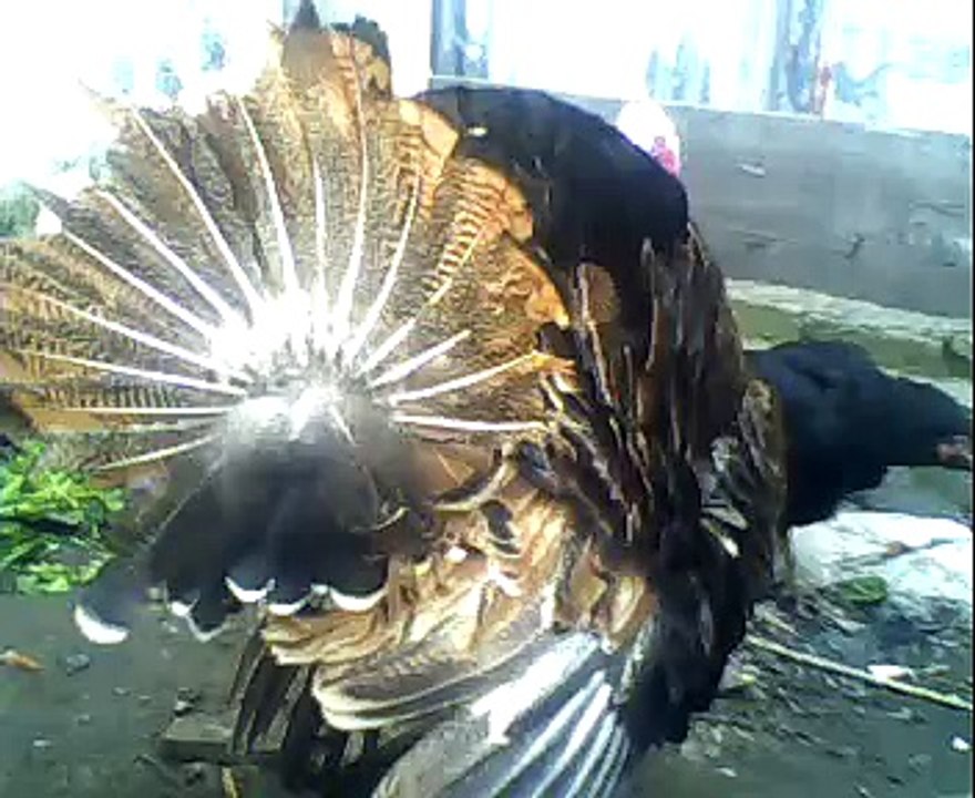 Turkey anser pheasantry,