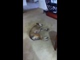 Dog dances to salsa in his sleep