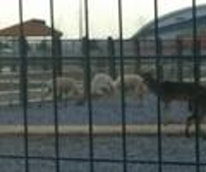 Kavga eden geyiklerin altında kaldı