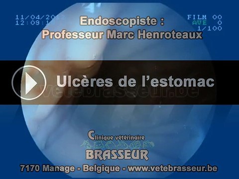 Ulcère de l'estomac - Clinique Vétérinaire Brasseur