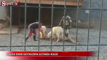 Kavga eden geyikler adamı ezdi!