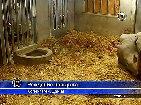 Зоопарк показал, как родился детёныш носорога