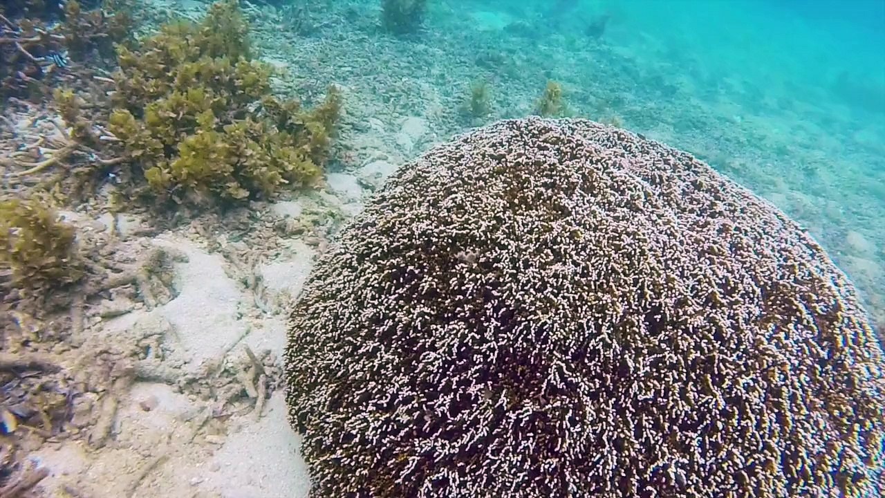Mafia Island Snorkeling