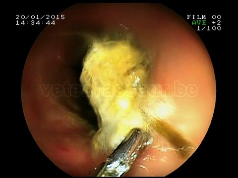 Gastroscopie d’une oie - Clinique vétérinaire Brasseur