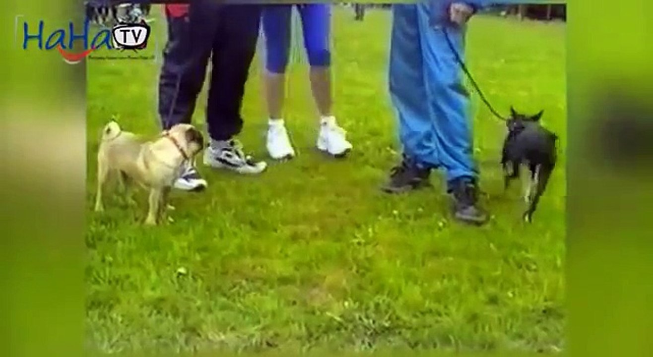 Funny Dog Compilation 2013