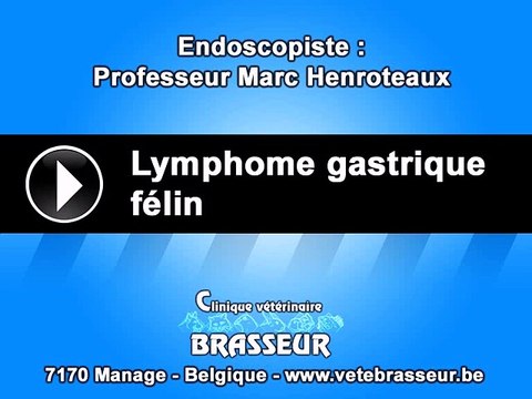 Lymphome gastrique félin - Clinique vétérinaire Brasseur