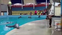 Funny dolphin plays ball with kids ✔