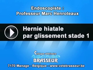 Hernie hiatale stade1 - Clinique vétérinaire Brasseur