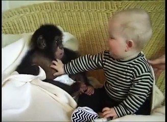 A Little Baby-Chimpanzee Bonding!