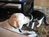 Cat and Dog Playing! Perhaps the cutest video ever