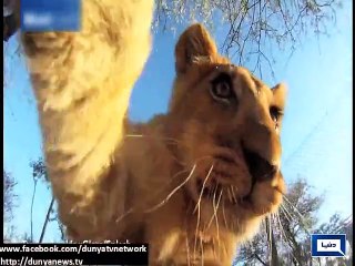 Dunya News - Light stories from all over the world