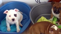 93ème vidéo de chiot staffie de la 18ème portée de Staffordland