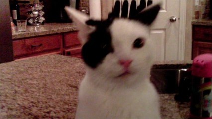 Annoyed cat takes down drone