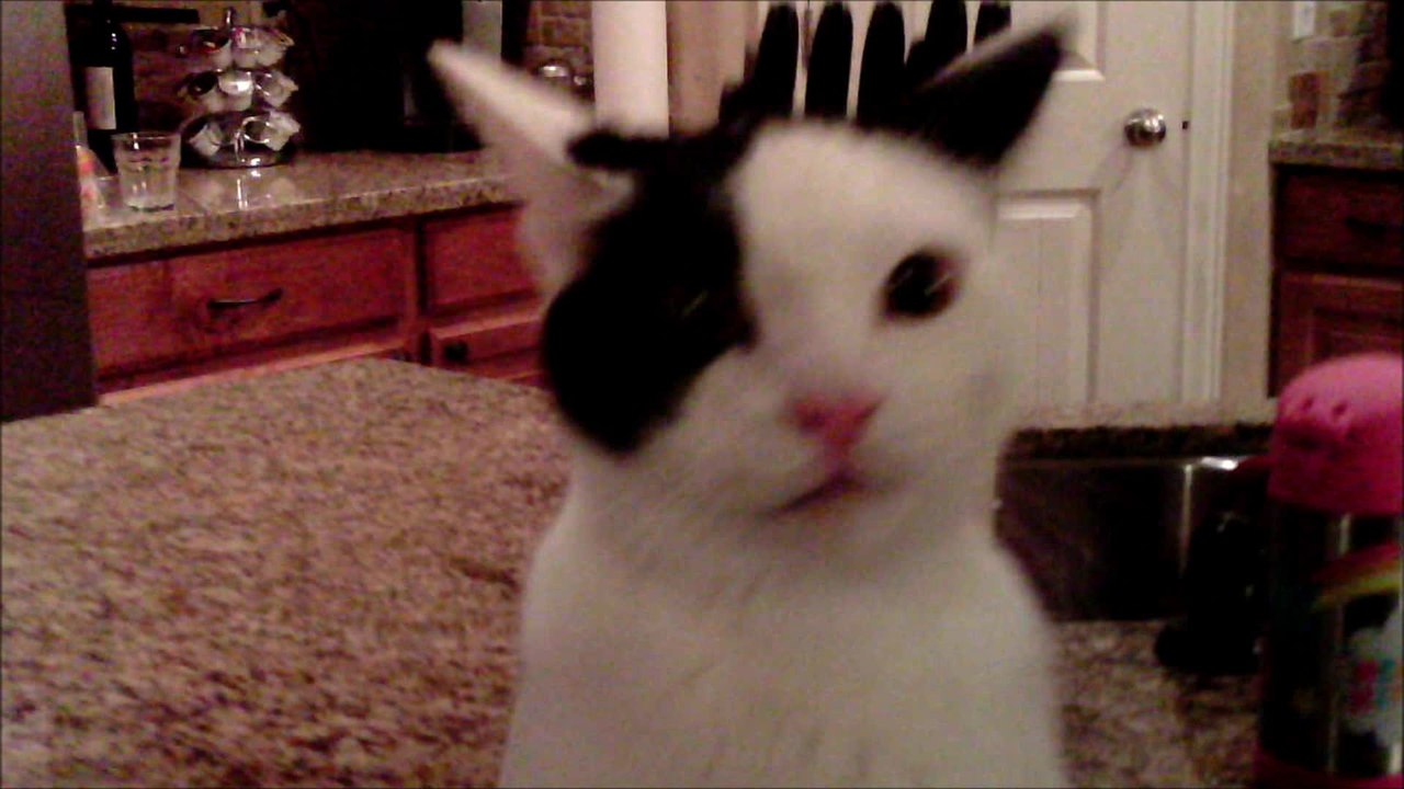 Annoyed cat takes down drone
