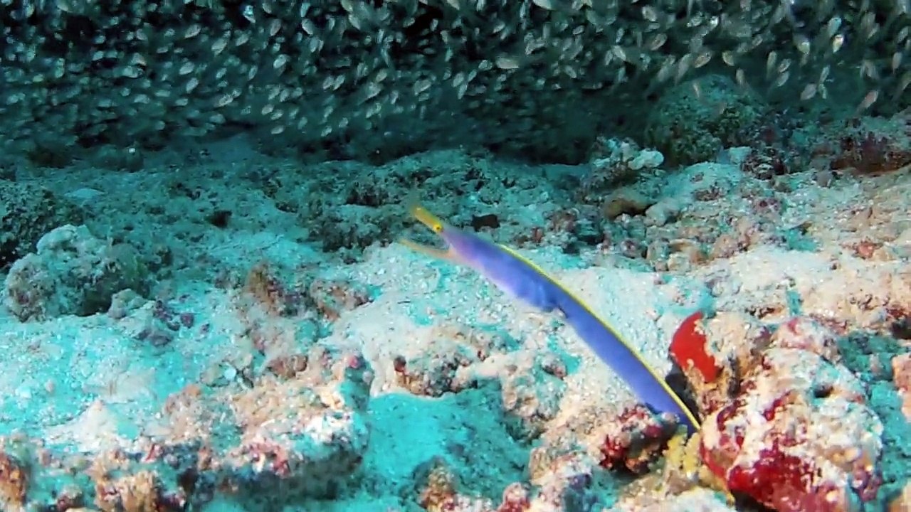 Maldives Fihalhohi 2013