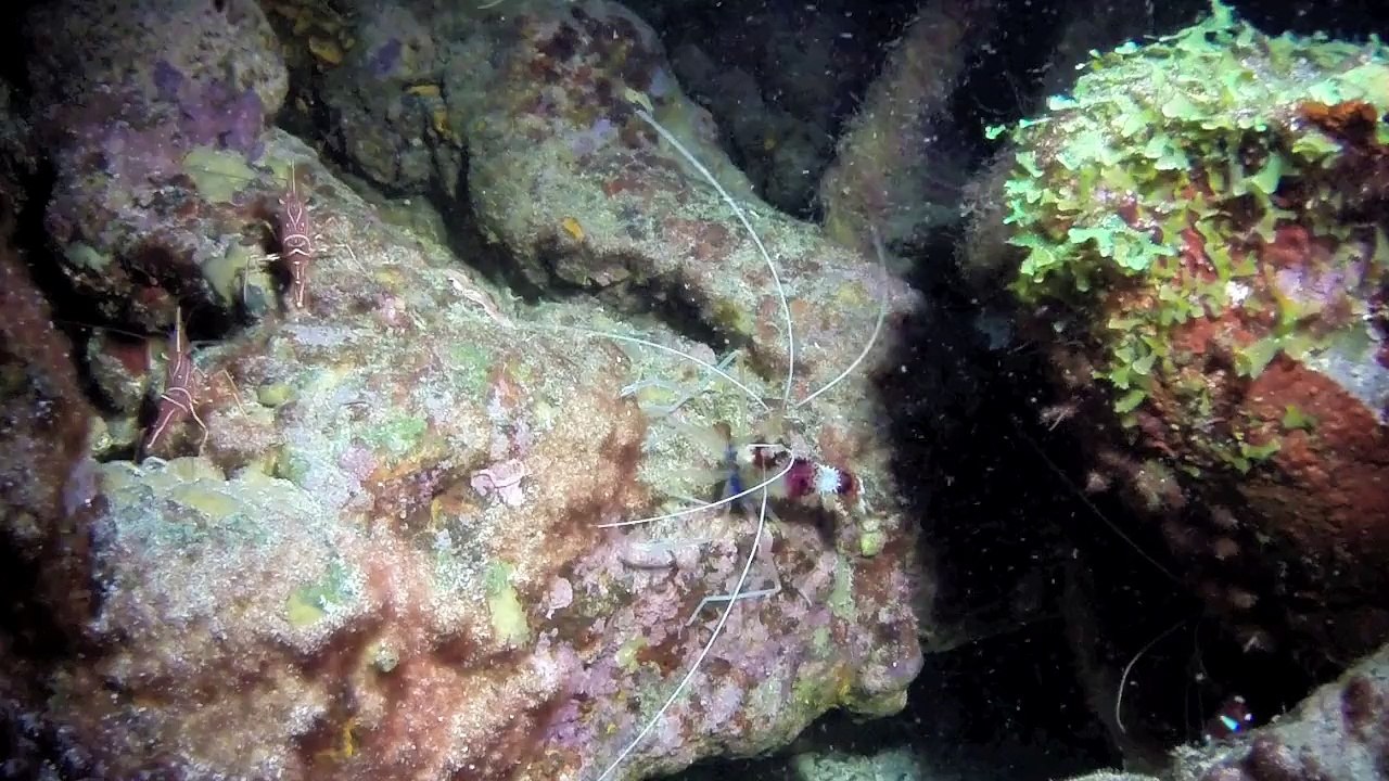 Plongée de nuit aux Maldives 2013 "Fihalhohi