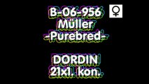 JUZ SPRZEDANY tel. 0049-511-290-1511 , B-06-956 -SAMICA- DORDIN BLOODLINE 21x1.kon