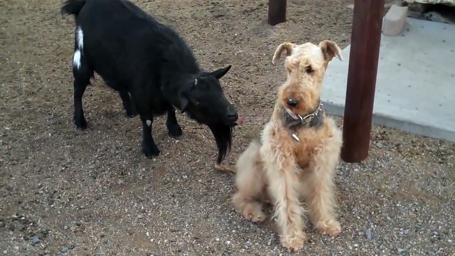 Коза достает собаку - прикол