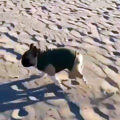 French puppy's run on the beach