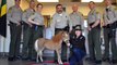Miniature Horse Becomes 'Law Enforcement Therapy Horse'