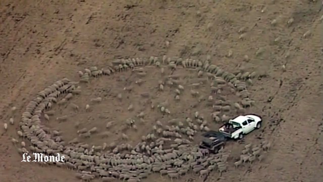 Australie : un troupeau de moutons patriotique