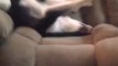 Husky puppy throws temper tantrum
