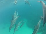 Man Swims With Wild Dolphins in Rare Experience