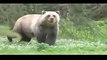 Grizzly bears charge camera man