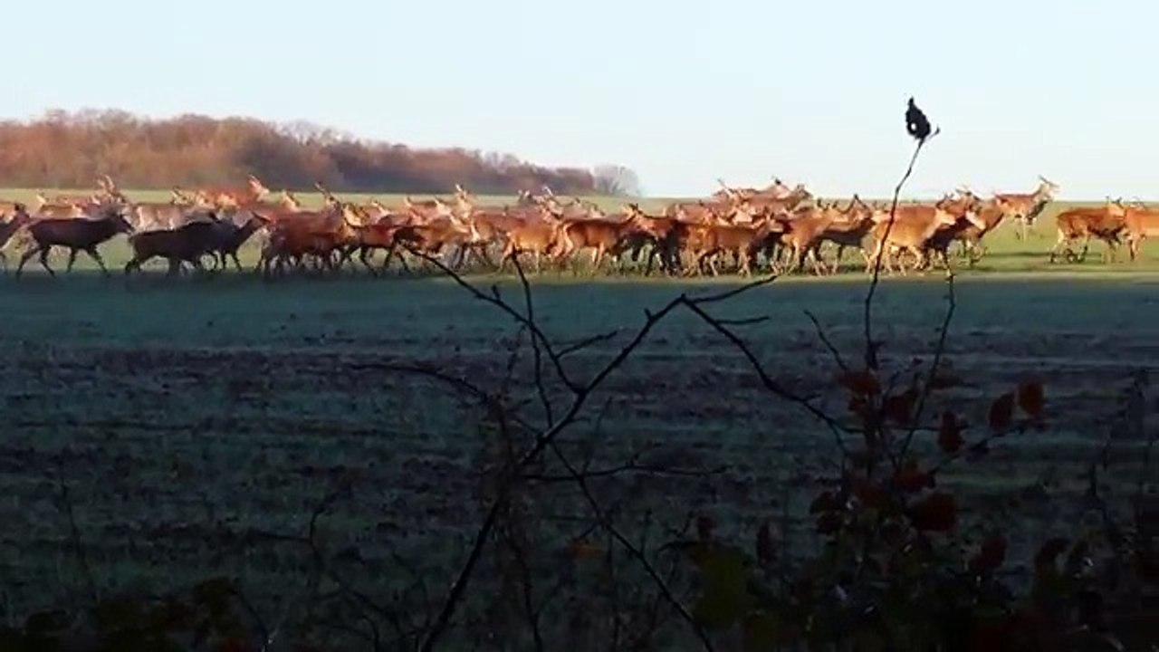 Un joggeur croise des centaines de biches et de cerfs (Eure-et-Loir)