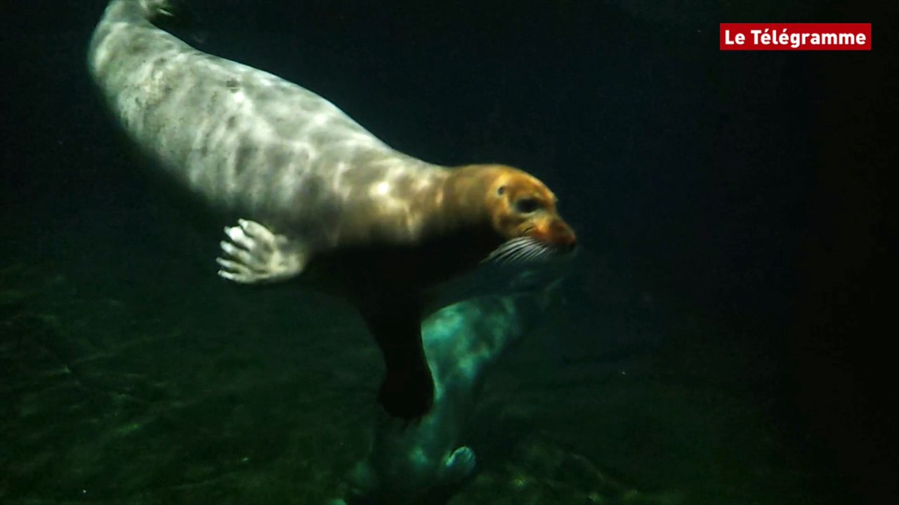Brest. Trois nouveaux phoques à moustaches à Océanopolis