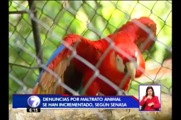 Conductas de maltrato animal se originarían en primeros años de socialización