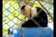 Zoo Ave devuelve a su hogar a cientos de animales silvestres