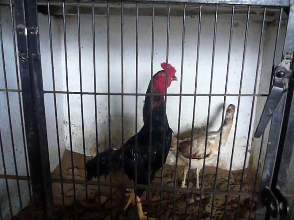 Ganoi mail&thai femail