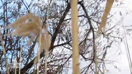 Dog and Cat up a Tree - (DOG and CAT OK)