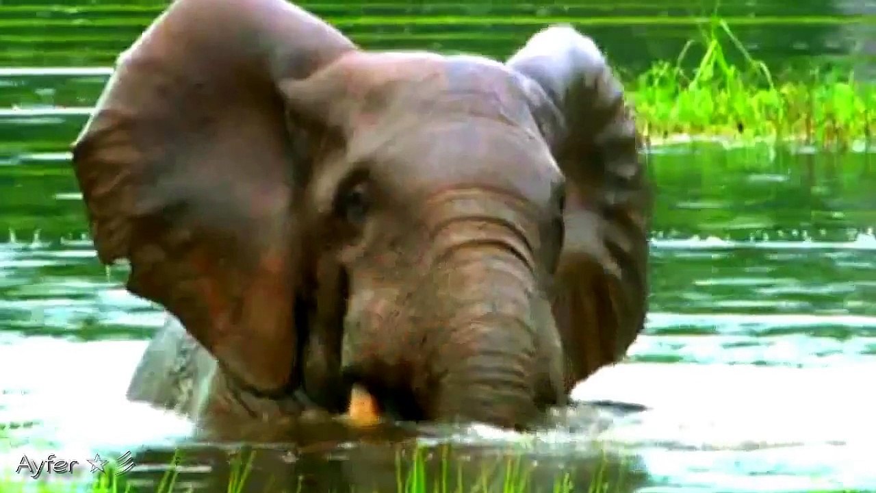 Melih Kibar - Mesaj  ☆彡