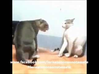 Gatti che ballano a ritmo di musica.