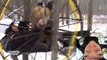 Awesome Human Hamster Wheel Stunt