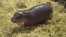 Baby Pygmy Hippo Is the last Hope For An Endangered Species - The ooz
