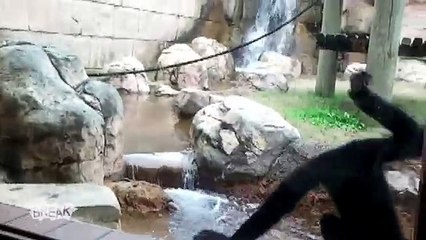 Monkey Shows Off Mad Skills