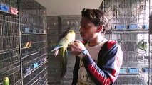 Hand Tame Patagonian Conures of Syed Ovais Bilgrami