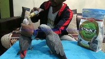 Hand Tame Congo African Grey Parrot Chicks of Syed Ovais Bilgrami