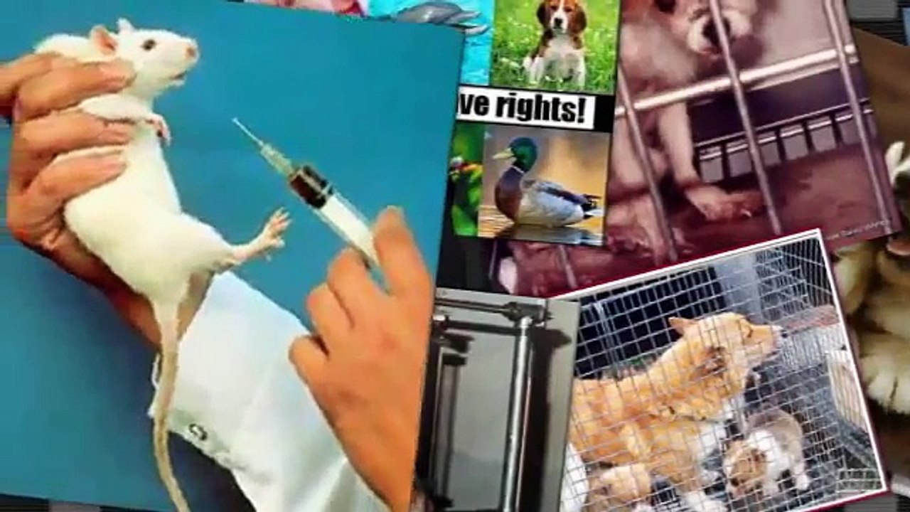 Stop Animal Abuse ... Stop Animal Testing