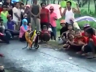 Monkey riding on bike very funny