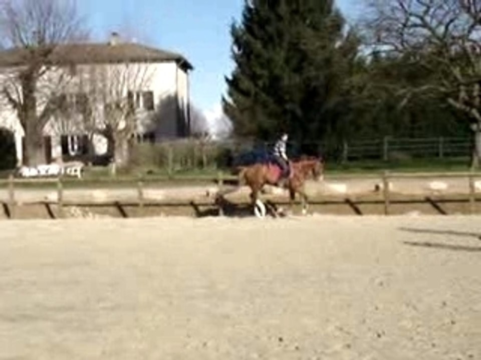 Newton - contre galop